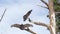 Turkey vulture, scavenger buzzard birds waiting hunting. California wildlife USA