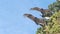 Turkey vulture, scavenger buzzard birds waiting hunting. California wildlife USA