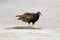 Turkey Vulture scavenging a dead longnose gar on the beach