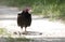 Turkey Vulture scavenging roadkill armadillo at Donnelley WMA, South Carolina, USA