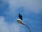 A Turkey Vulture Sits On A Street Light Pole Watching Traffic Sail By.