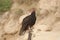 Turkey Vulture sitting against sand cliff