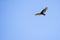 Turkey Vulture soaring