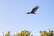 Turkey Vulture Soaring High In The Sky