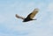 Turkey Vulture soaring, looking down to the ground