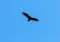 Turkey vulture soaring with outstretched wings on clear blue sky