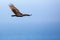 Turkey vulture soaring over the blue ocean and in a blue sky