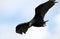 Turkey Vulture soaring at Tallulah Gorge State Park, Georgia USA