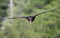 Turkey Vulture soaring at Tallulah Gorge State Park, Georgia USA