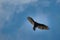 Turkey vulture, Spearfish Canyon, South Dakota, USA