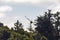 A Turkey Vulture Spreads Its Wings Above Big Sur