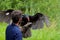 Turkey vulture spreads its wings as it lands on the gloved hand of its handler during a presentation at The Raptors