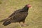 Turkey vulture standing on the ground in the Florida Everglades.