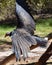 Turkey Vulture Sunning