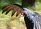 Turkey Vulture Sunning