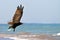 Turkey Vulture Turkey Buzzard in Flight