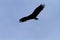 Turkey Vulture Turkey Buzzard in Flight