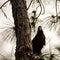 Turkey Vulture Waiting on a Tree, Big Cypress National Preserve, Florida