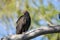 Turkey vulture yawning