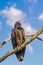 Turkey Vultures in Bombay Hook National Wildlife Refuge.Delaware.USA