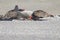 Turkey Vultures and dead seal ashore - Goat Rock Beach Northern California