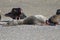 Turkey Vultures and dead seal ashore - Goat Rock Beach Northern California