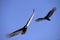 Turkey Vultures in Flight