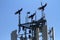 Turkey Vultures Perch on Cell Tower