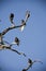 Turkey Vultures roosting in a snag