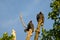 Turkey Vultures Sunrise Bask