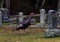 A Turkey Walks among Gravestones in a Cemetery