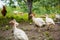 Turkeys, chickens, ducks at the farmyard. Adult individuals and small.