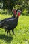 Turkeys Meleagris gallopavo f. domestica