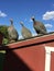 turkeys perched on top of a red chicken coop and look like a singing
