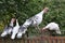 Turkeys in a rural yard