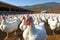 Turkeys and the Serenity of Outdoor Farm Life. AI Generated