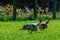 Turkeys in the village in the pasture. Background with copy space for text or inscriptions