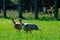 Turkeys in the village in the pasture. Background with copy space for text or inscriptions