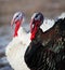 Turkeys in winter field