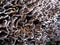 Turkeytail Mushroom Closeup