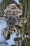 Turkeytail shelf fungus on dead wood with snow