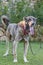 Turkish Anatolian big shepherd dog. Turkey