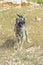 Turkish Anatolian Shepherd Dog is loving and protective