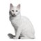 Turkish Angora (18 months old)