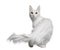 Turkish Angora (18 months old)