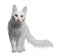 Turkish Angora (18 months old)