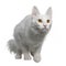 Turkish Angora (18 months old)