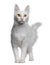 Turkish Angora (18 months old)