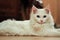 Turkish angora cat