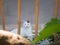 Turkish angora cat with different eyes lying on the floor tiles near the flowerbed